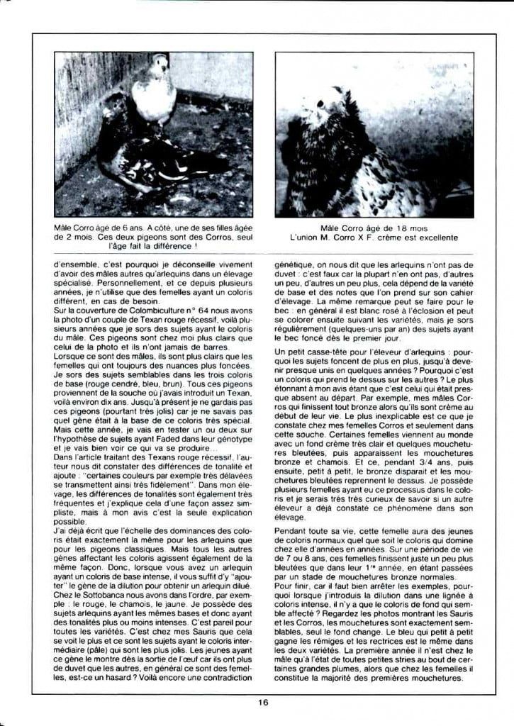 Article les sottobanca arlequins Colombiculture n°67 mars 1990-3 Par Jean Clavier