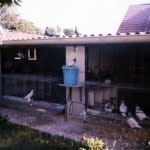 pigeon-de-vol