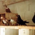 pigeon-de-vol-4