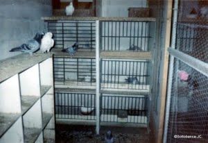 pigeon-de-vol-7