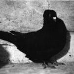 sottobanca-noir-5
