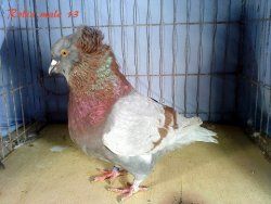 male 6 rouge cendré 036
